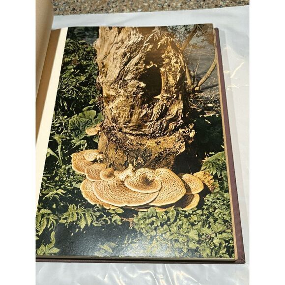 Mushrooms and Other Fungi H. Kleijn Doubleday First American Edition 1962 - Picture 4 of 9